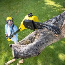 Best Lawn Drainage Solutions  in Pelion, SC