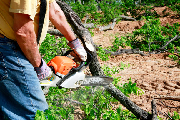 Professional Tree Services in Pelion, SC